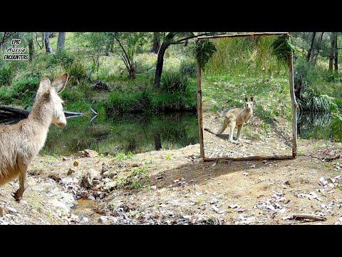 Animals React to a Mirror for the First Time – Australia #Video