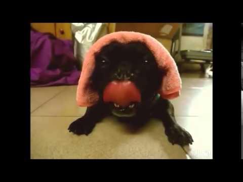 Pug Does His Best Impression Of A Diesel Engine