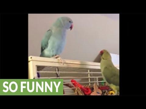 Parakeet Brothers Hysterically Make Conversation And Kissing Sounds