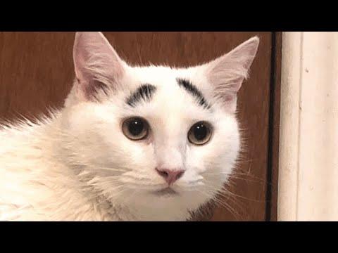 Cat born by mistake is raising eyebrows #Video