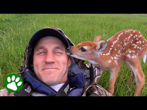 Man reunites injured baby deer with mom #Video