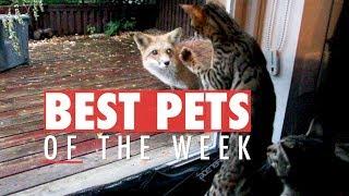 Best Pets of the Week | October 2017 Week 3