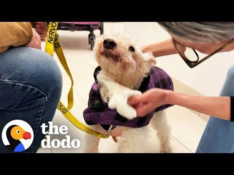 14-Year-Old Dog Dumped At Shelter Gets A Ton Of New Siblings #Video