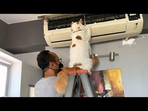 When your Cat is 'the cat's meow' of your office #Video