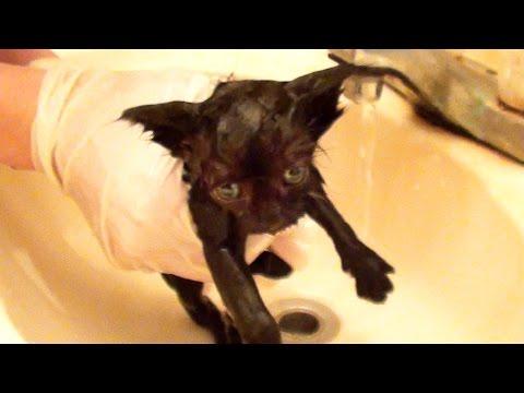 Tiny Kitten's First Bath