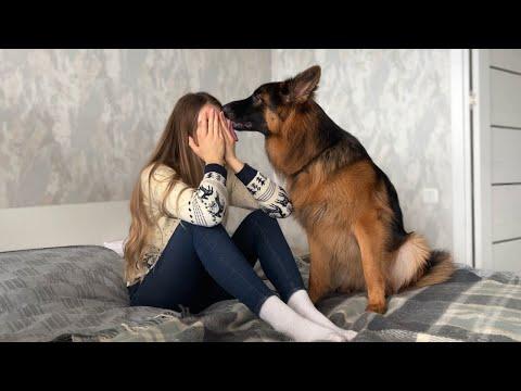 German Shepherd Puppy Reacts to Me Crying  #Video