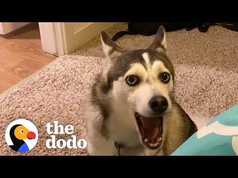 Husky Uses Buttons To Bully Her Parents #Video