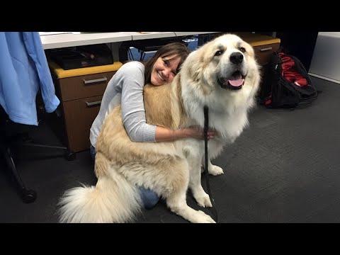 When 100-Pounds Dog Insists He’s Still A Puppy | Funny dog videos 2025