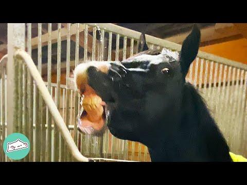 Horse Takes a Sip of Water and Then Spits All Over the Girl #Video