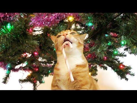 Cole And Marmalade - The Night Before Catmas