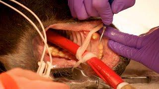 Teeth Cleanings Are Tricky When You're An Overweight Bear | Dr. Jeff: Rocky Mountain Vet