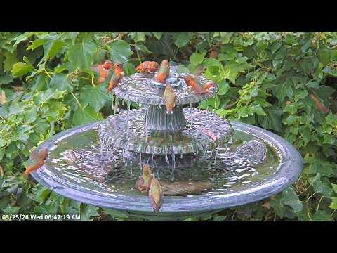 Hummingbirds Love Their Morning Bath #Video