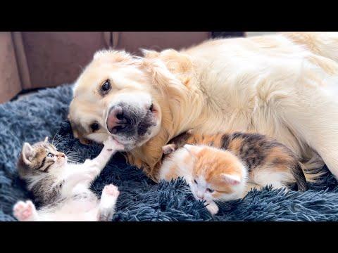Poor Golden Retriever Was Attacked by Tiny Kittens in a Dog Bed #Video