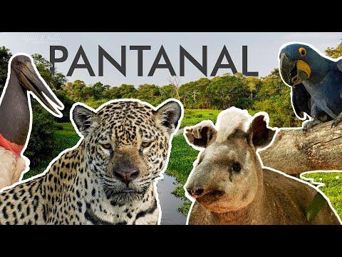 Jaguar's Dramatic Hunt in Brazil's Pantanal Wetlands | Robert E Fuller #Video