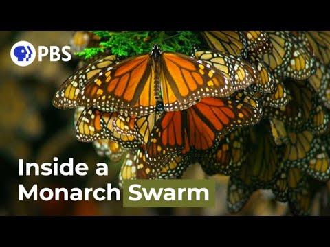 Watch a Breathtaking Monarch Butterfly Swarm #Video