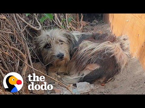 Abandoned Dog Learns To Trust Again After Making A Special Friend #Video