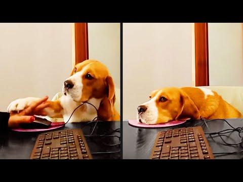 He Requires Constant Attention | This is YOUR Daily Dose of Pets #Video