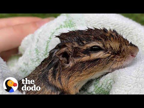 Girl Helps Chipmunk Who Almost Drowned Get Strong Again #video