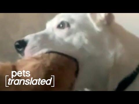 Perplexed Pets | Pets Translated #Video