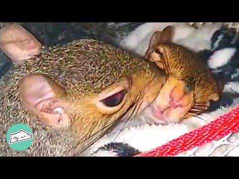 Two Rescue Squirrels Become Inseparable Best Friends  #Video