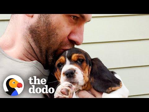 Tiny Basset Hound Puppy Gets Adopted And Meets Her New Pack #Video