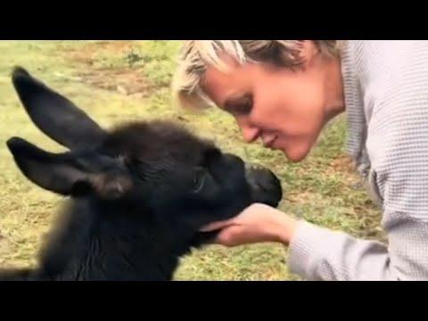 Donkey makes sweetest sound for human mom #Video