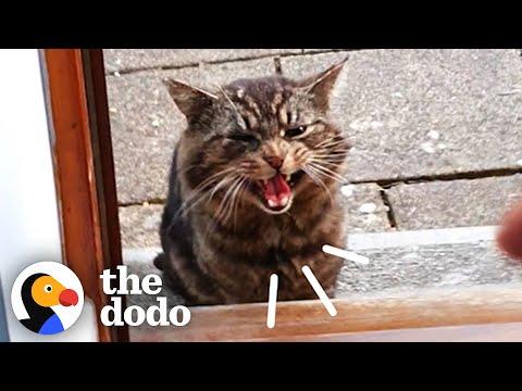 Stray Cat Decides To Move Into Guy’s House Video