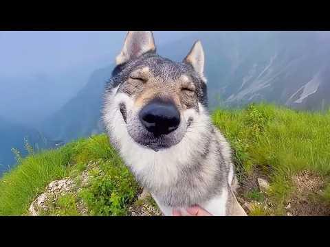 You Can't Handle the Cuteness of These DOGS! #Video
