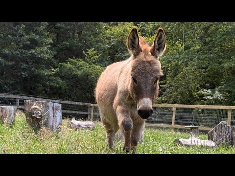 3 new donkey friends! #Video