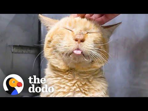 Sad Shelter Cat On The Euth List Turns Into Scruffy Little Lion #Video