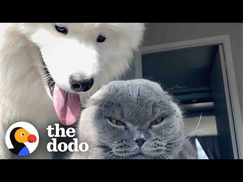 Dog Tries For Two Years To Win This Cat Over #Video