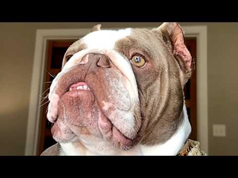 Dog tries hard to form a thought #Video
