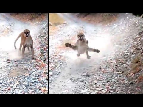 Hiker Gets Too Close To Cougar's Baby Video. Your Daily Dose Of Internet
