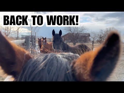 The HORSES have been off for months! Did they behave? - The Clever Cowgirl #Video