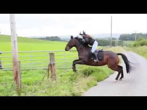 Thoroughbred Galloping 38 mph. #Video
