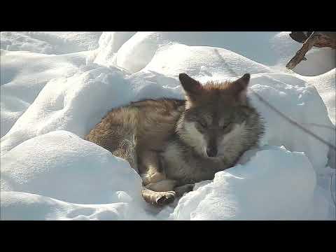 Wolf Gets Cozy in a Nest of Snow #Video