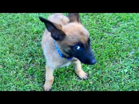 I Was Shocked By These Dogs' Attitudes #Video