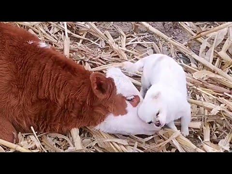 Little Cow and Dog Bestie Video
