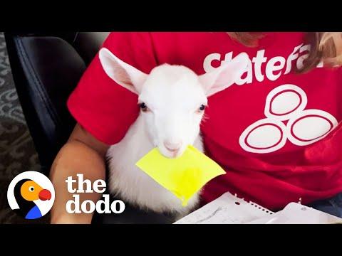 Baby Goat Works At An Insurance Company #Video