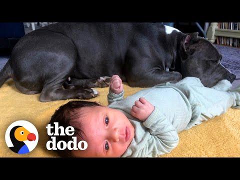 Rescue Pittie Never Leaves Her Little Brother's Side #Video