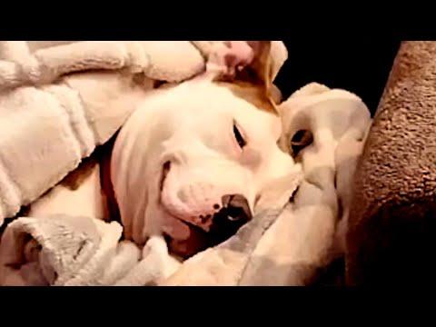 Dog smiles after last minute rescue #Video