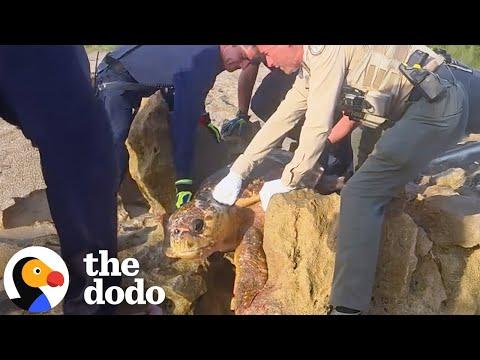 300-Pound Turtle Wedged In Rocks Gets Carried Back To The Ocean #Video