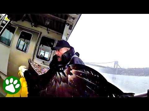 Iconic American Bird Rescued from Hudson River #Video