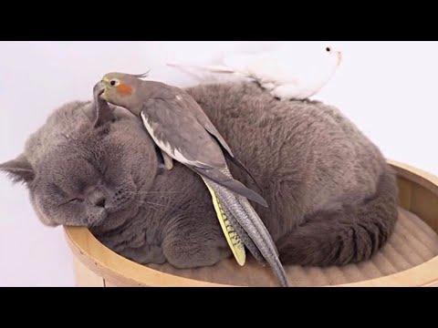 Super Chill Cat and Bird Friends #Video