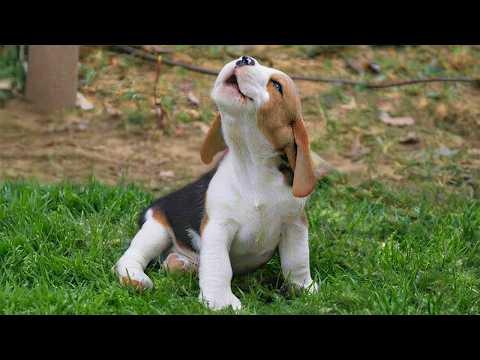 You Will Die From The Cuteness of These PUPPIES! #Video
