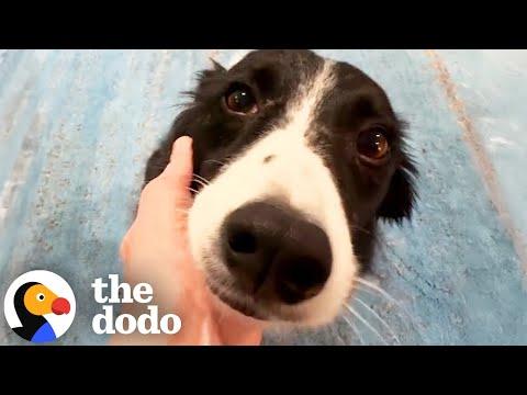 This Border Collie Has Perfect Pitch #Video