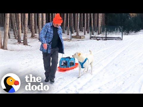 Cat And Golden Retriever Insist On Sledding Together #Video