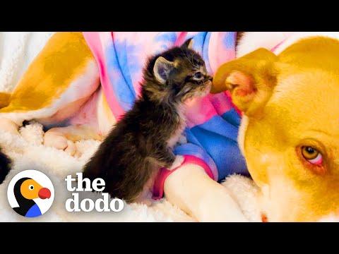Sweetest Mama Pittie Lets Foster Kittens Nurse On Her #Video