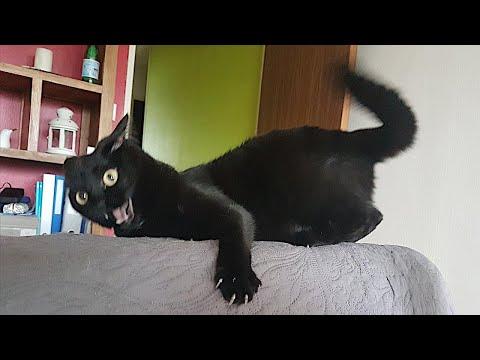 FUNNY CATS are the perfect mood booster