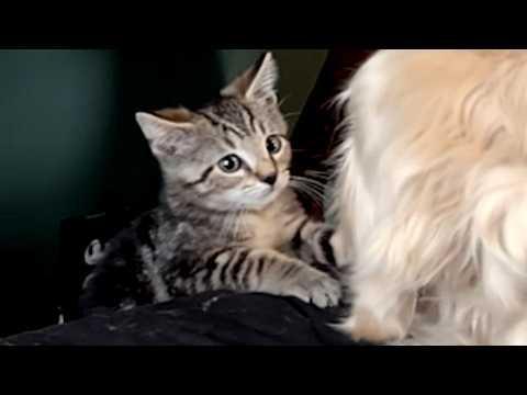 Cat's mama is a dog named Bruce #Video